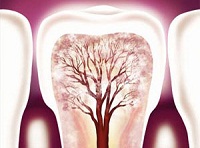 Endodoncija